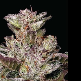 Donutz > Humboldt Seed Company